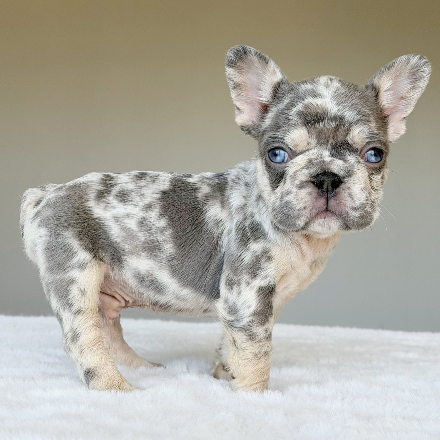 TEDDY (BOY ) French Bulldog - WB English Bulldogs