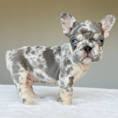 TEDDY (BOY ) French Bulldog - WB English Bulldogs