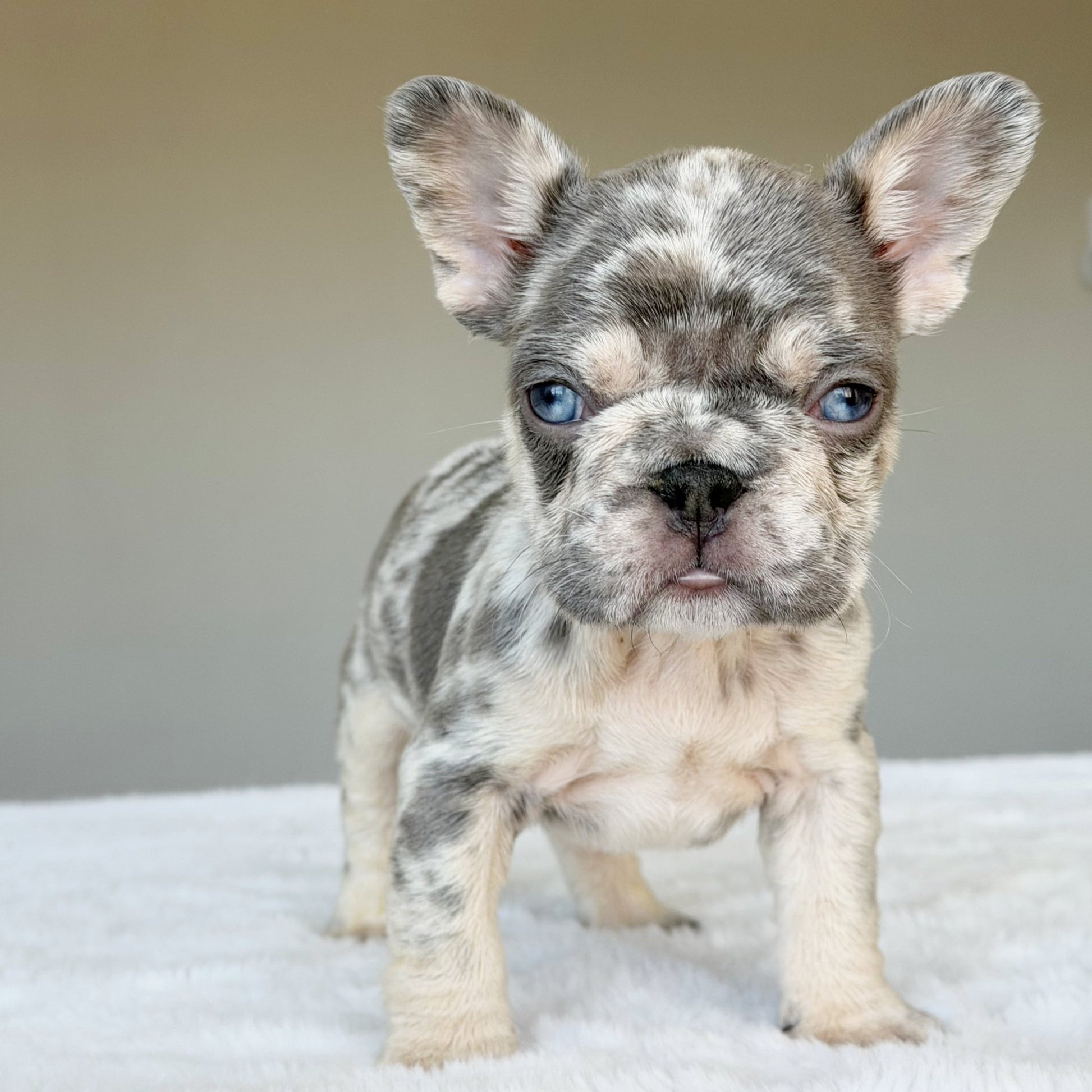 TEDDY (BOY ) French Bulldog - WB English Bulldogs