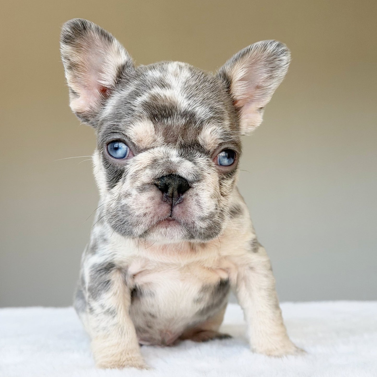 TEDDY (BOY ) French Bulldog - WB English Bulldogs