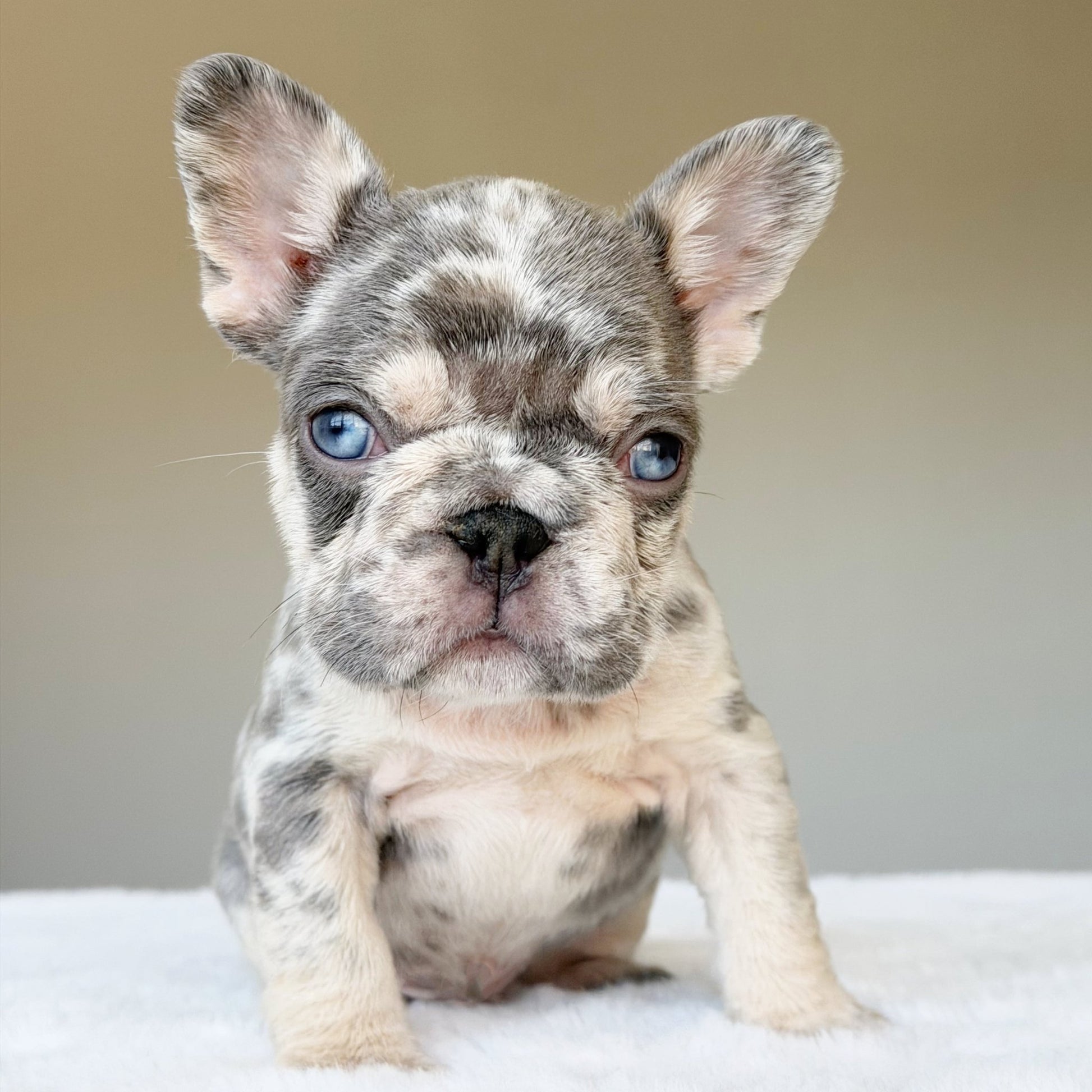 TEDDY (BOY ) French Bulldog - WB English Bulldogs