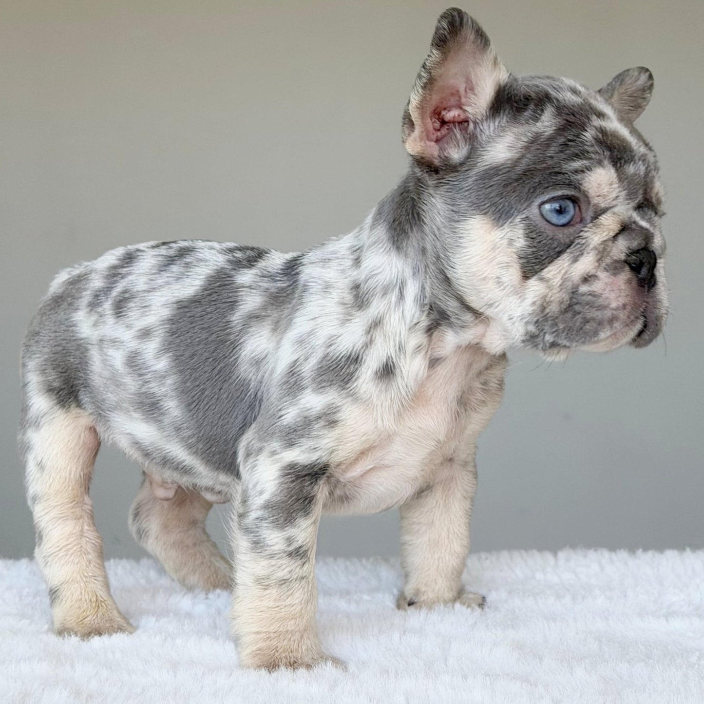 TEDDY (BOY ) French Bulldog - WB English Bulldogs