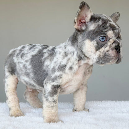 TEDDY (BOY ) French Bulldog - WB English Bulldogs