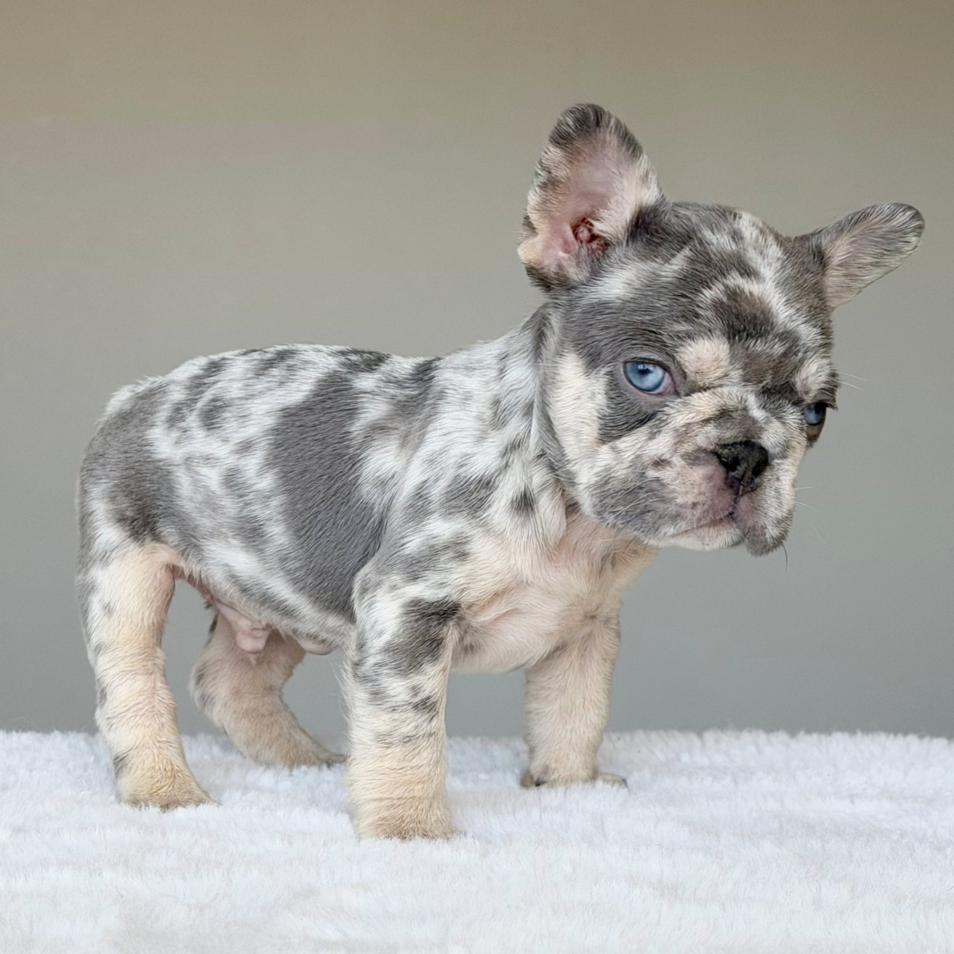 TEDDY (BOY ) French Bulldog - WB English Bulldogs