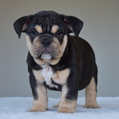 TITAN (Boy) - WB English Bulldogs