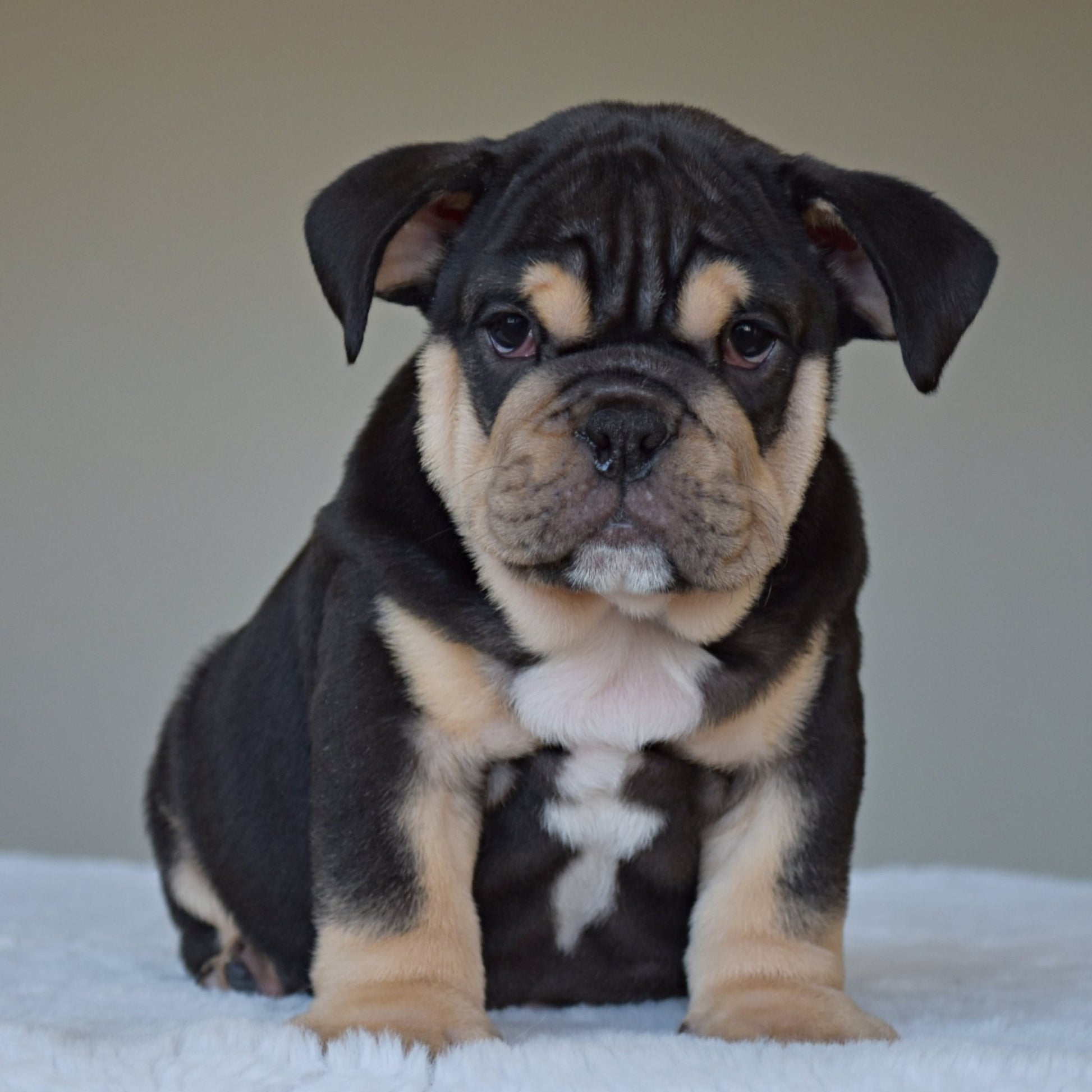 TITAN (Boy) - WB English Bulldogs