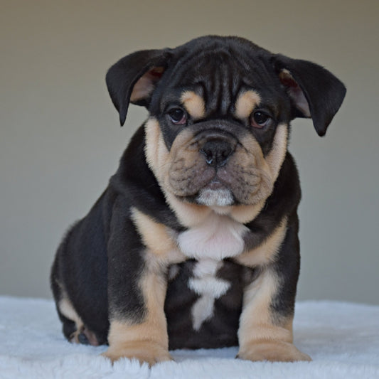 TITAN (Boy) - WB English Bulldogs