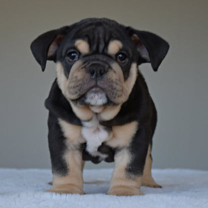 TITAN (Boy) - WB English Bulldogs