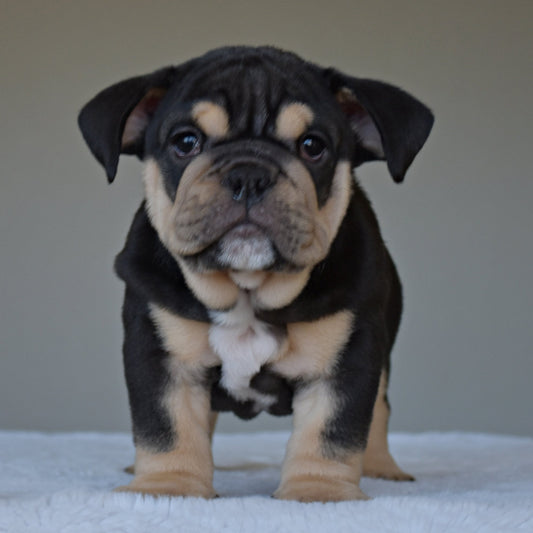 TITAN (Boy) - WB English Bulldogs