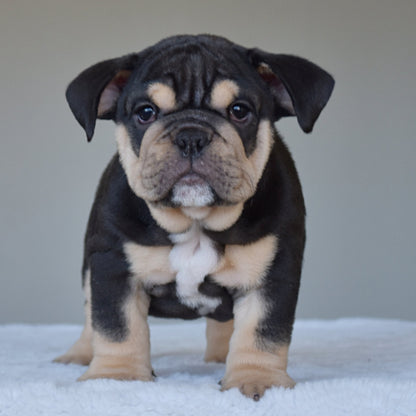 TITAN (Boy) - WB English Bulldogs