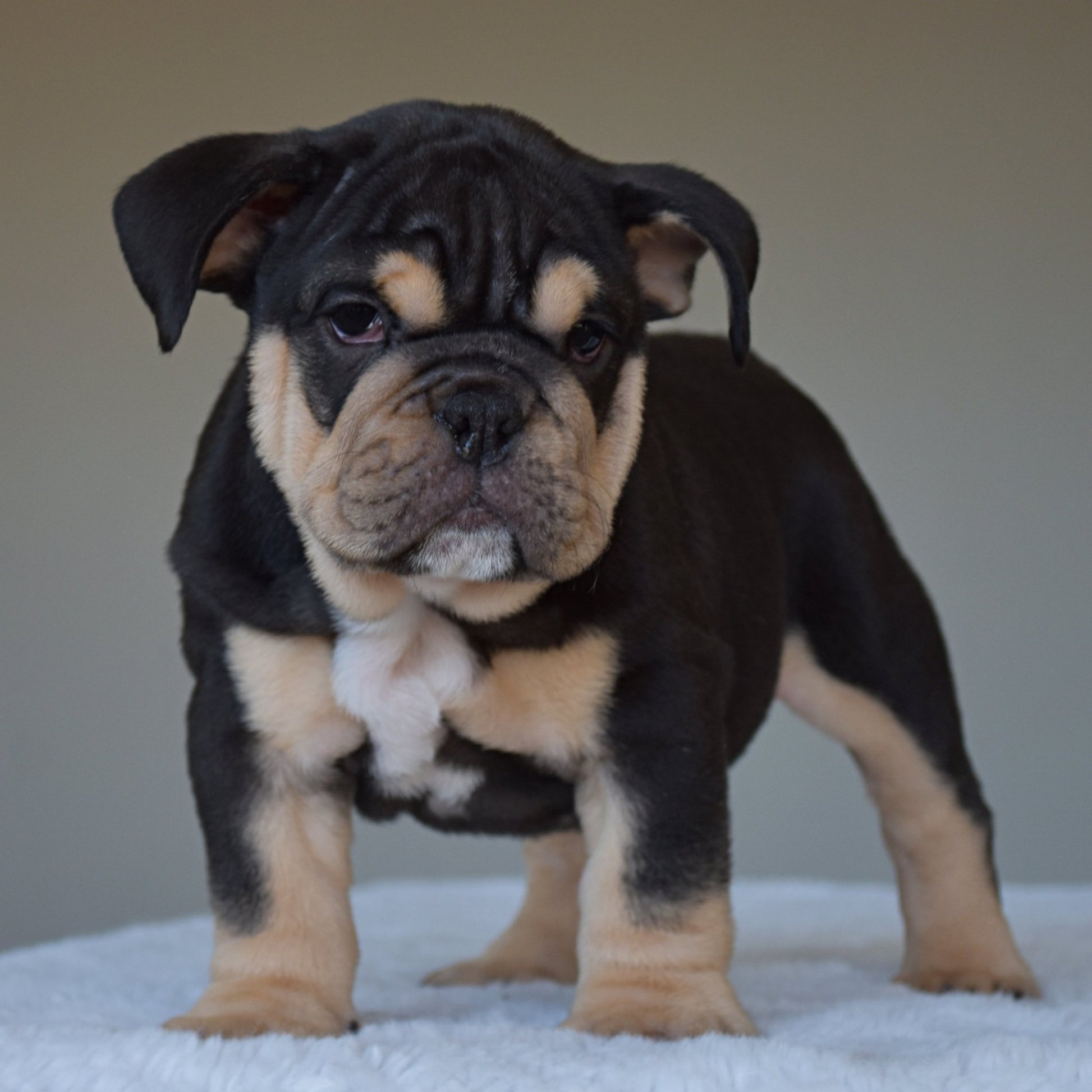 TITAN (Boy) - WB English Bulldogs