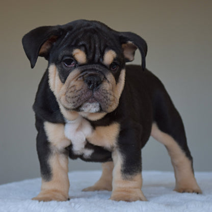 TITAN (Boy) - WB English Bulldogs