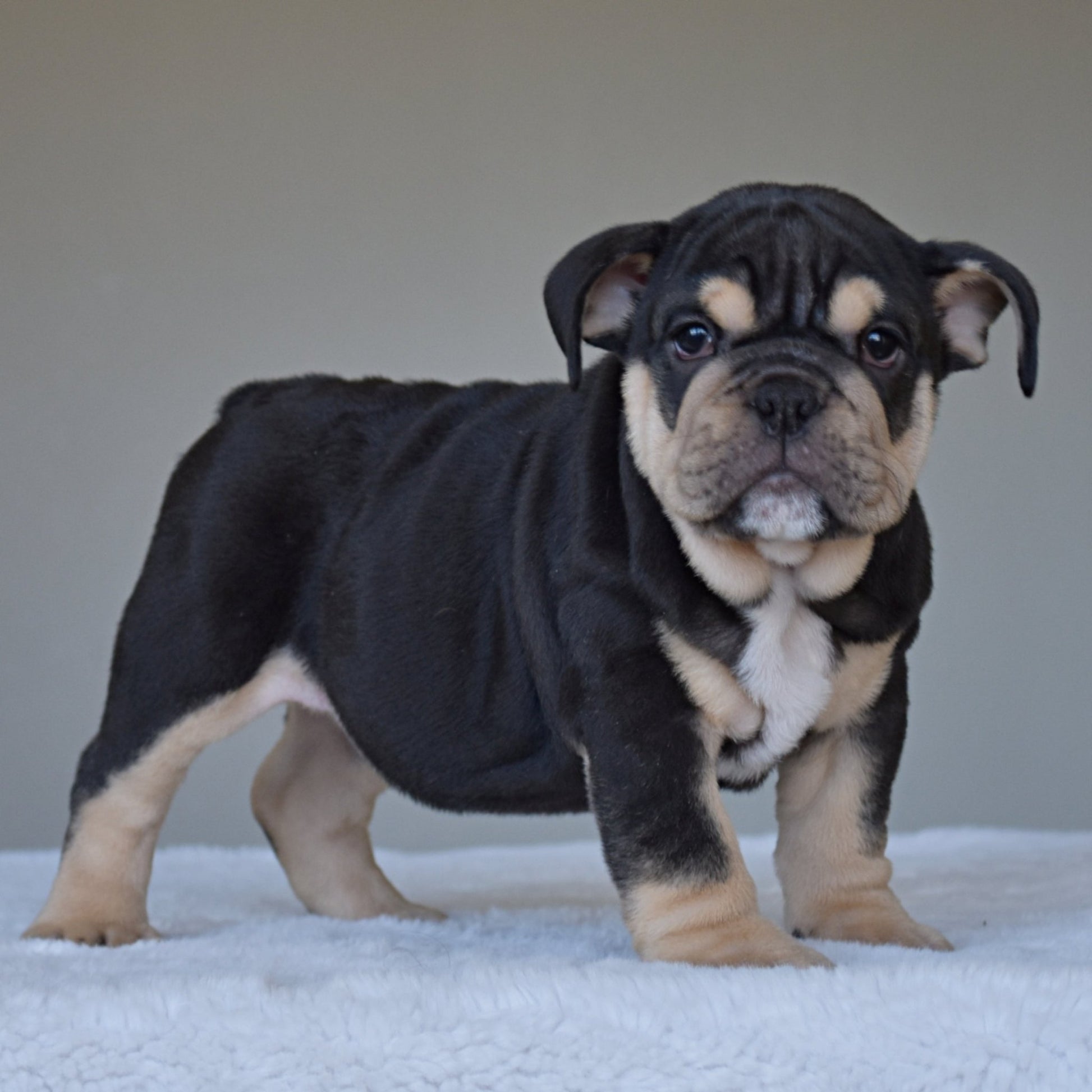 TITAN (Boy) - WB English Bulldogs