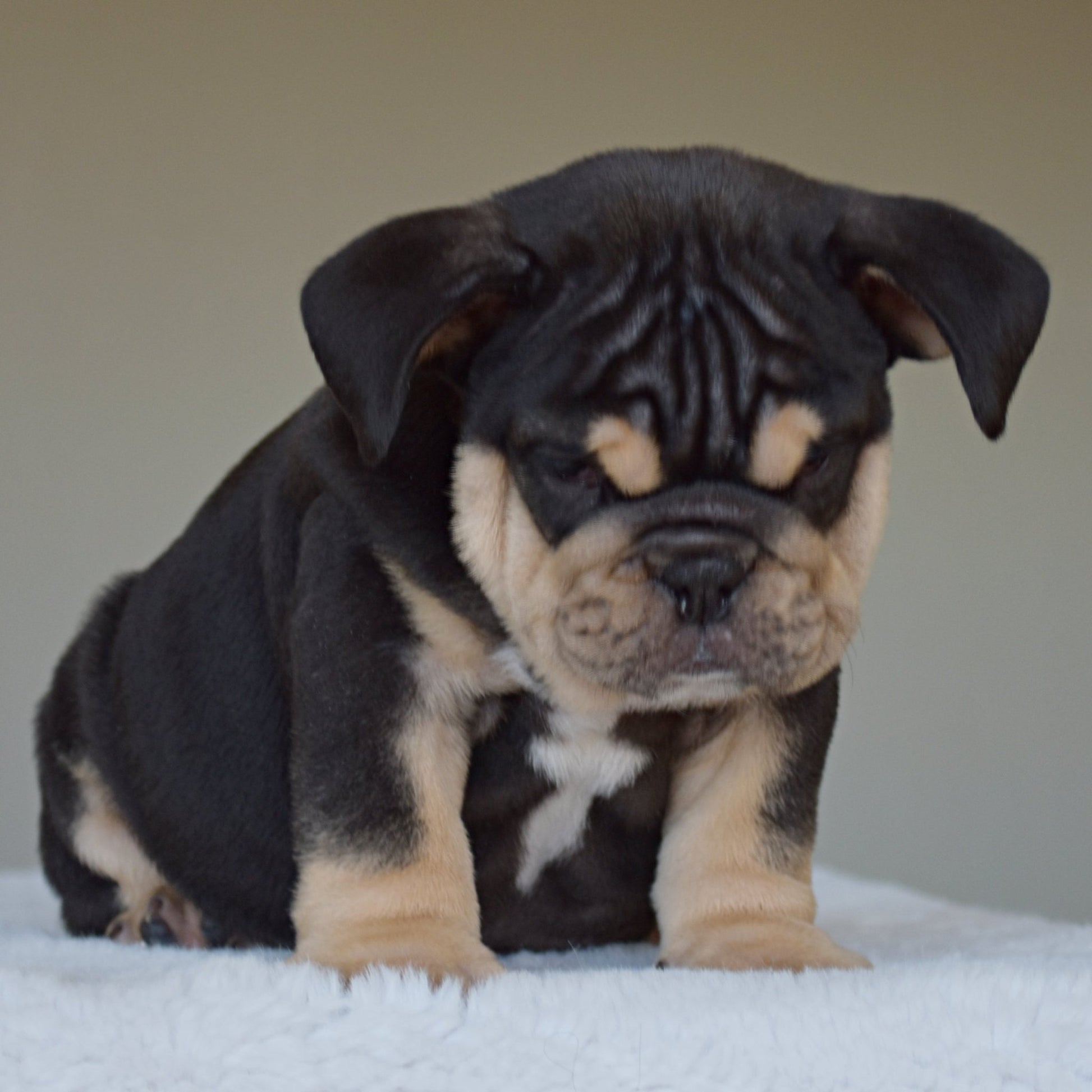 TITAN (Boy) - WB English Bulldogs