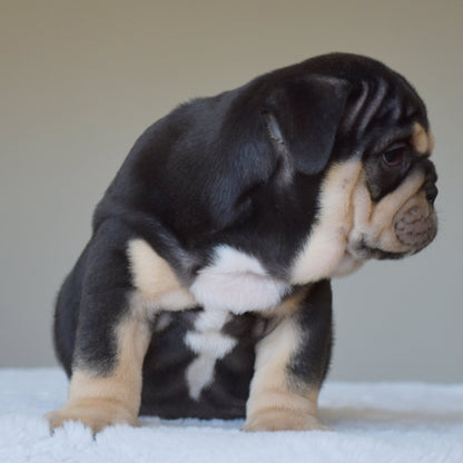 TITAN (Boy) - WB English Bulldogs