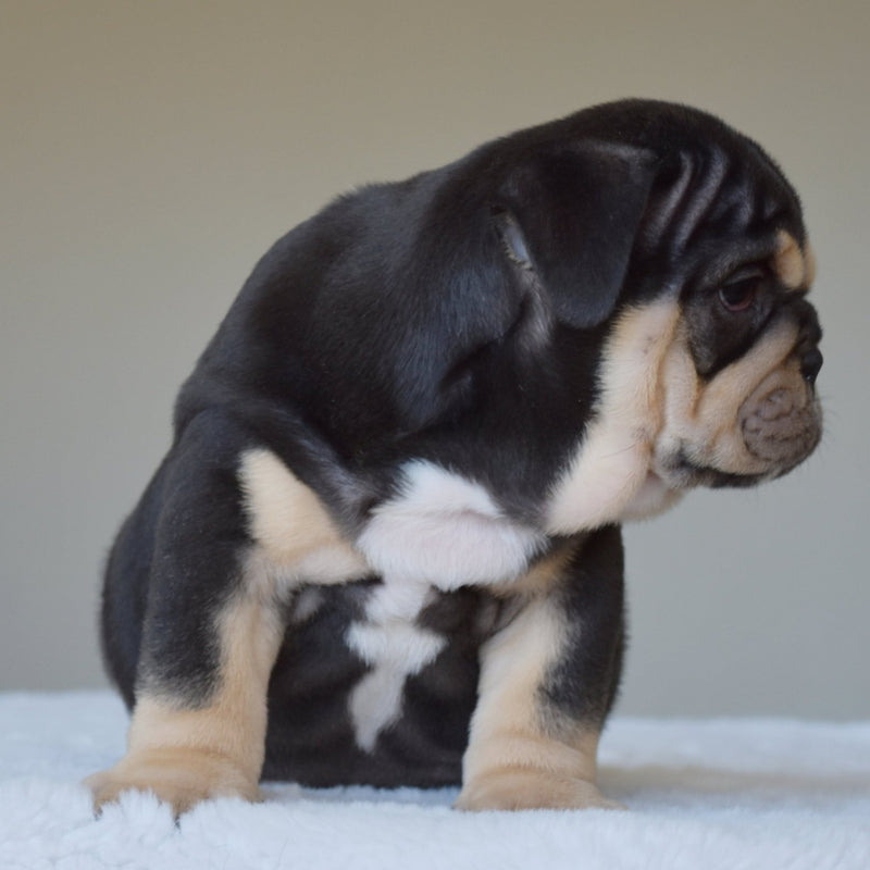 TITAN (Boy) - WB English Bulldogs