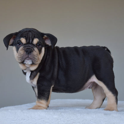 TITAN (Boy) - WB English Bulldogs