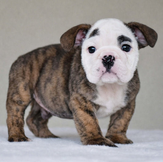 TITO (BOY) - WB English Bulldogs