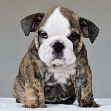VICO- $3,000 - WB English Bulldogs