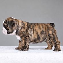 VICO- $3,000 - WB English Bulldogs