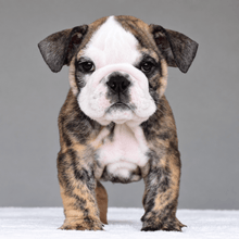 VICO- $3,000 - WB English Bulldogs