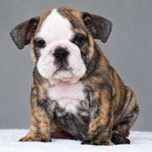 VICO- $3,000 - WB English Bulldogs