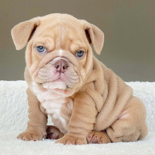ZANE (Boy) - WB English Bulldogs