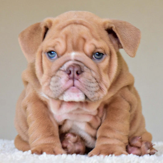 ZANE (Boy) - WB English Bulldogs