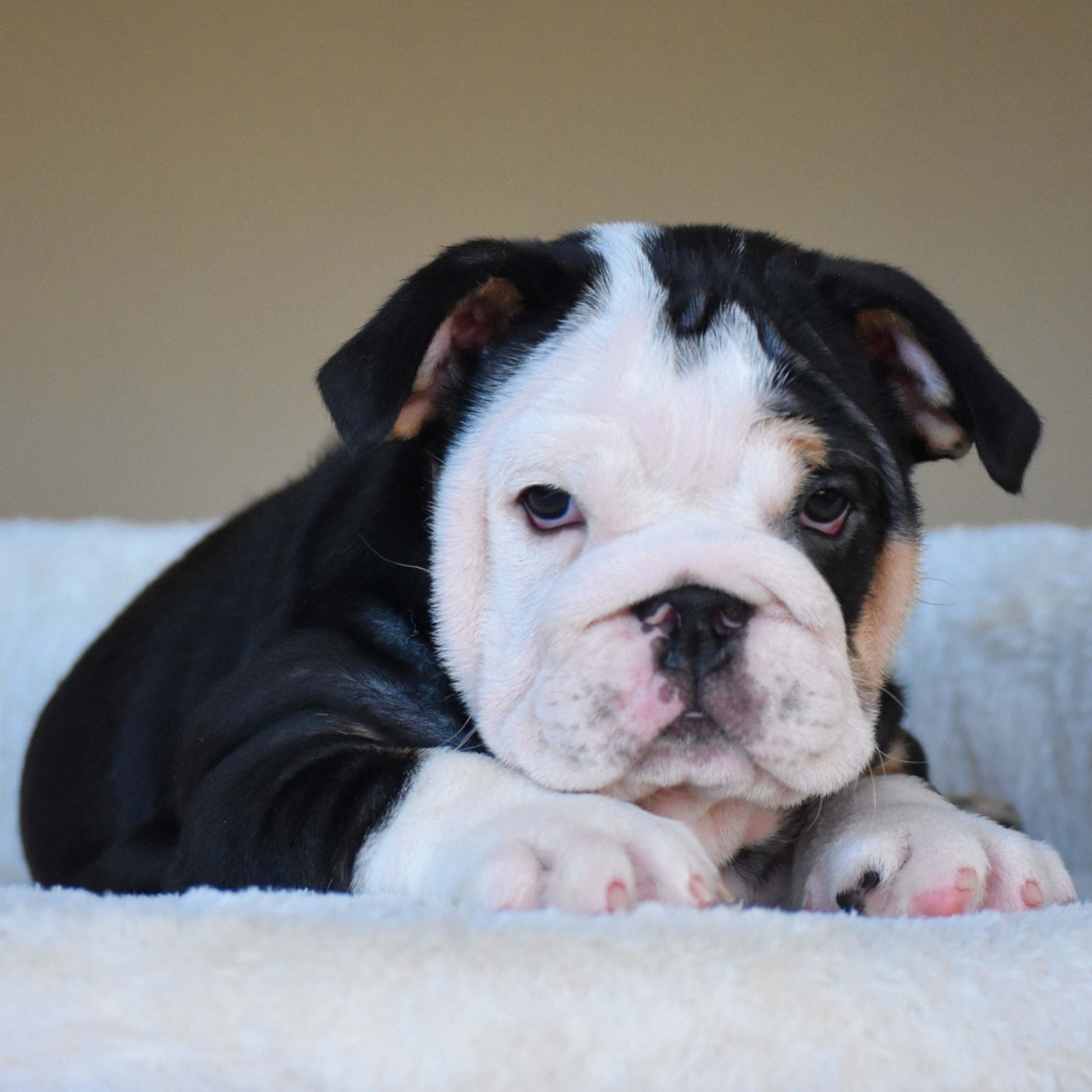 ZARA (Girl) - WB English Bulldogs