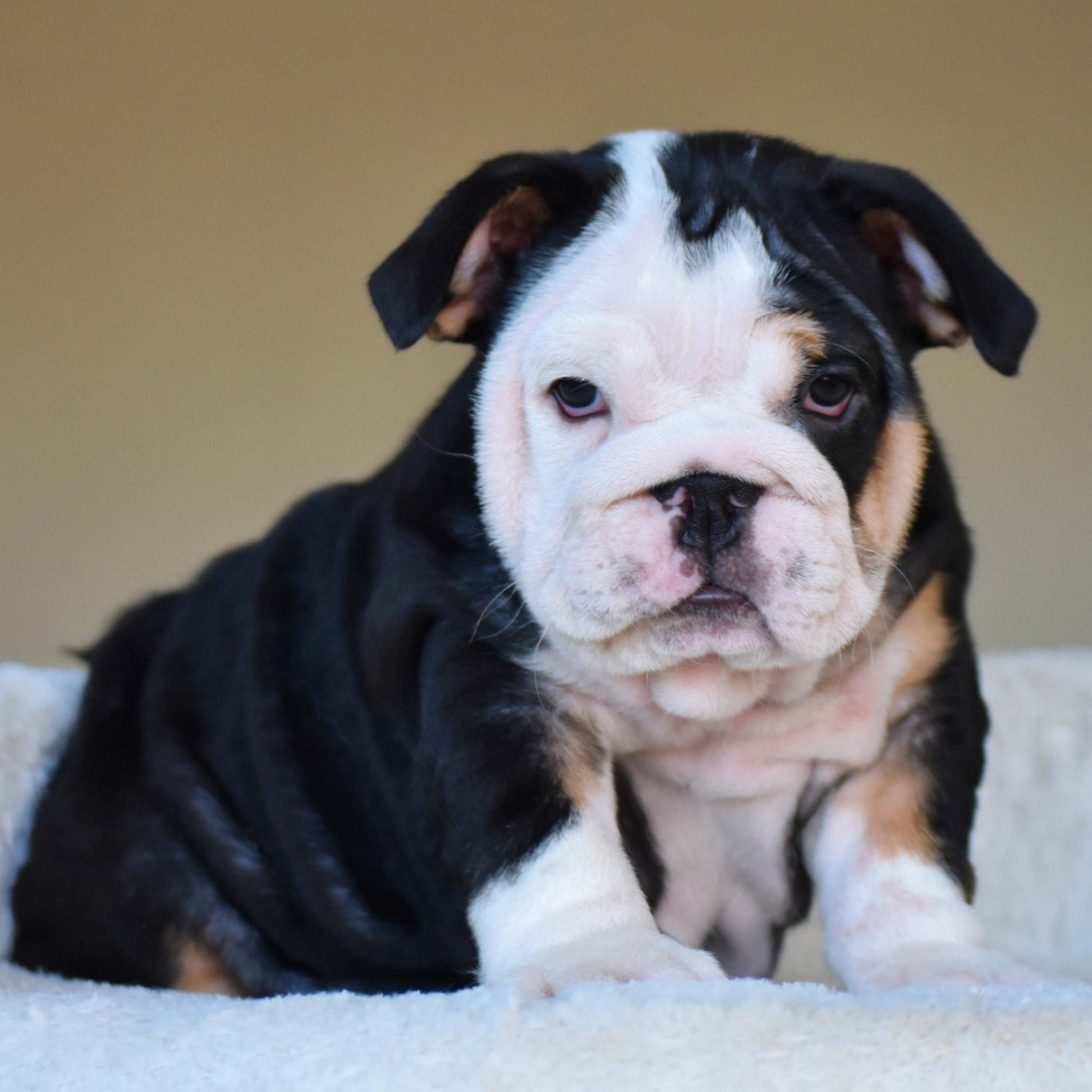 ZARA (Girl) - WB English Bulldogs