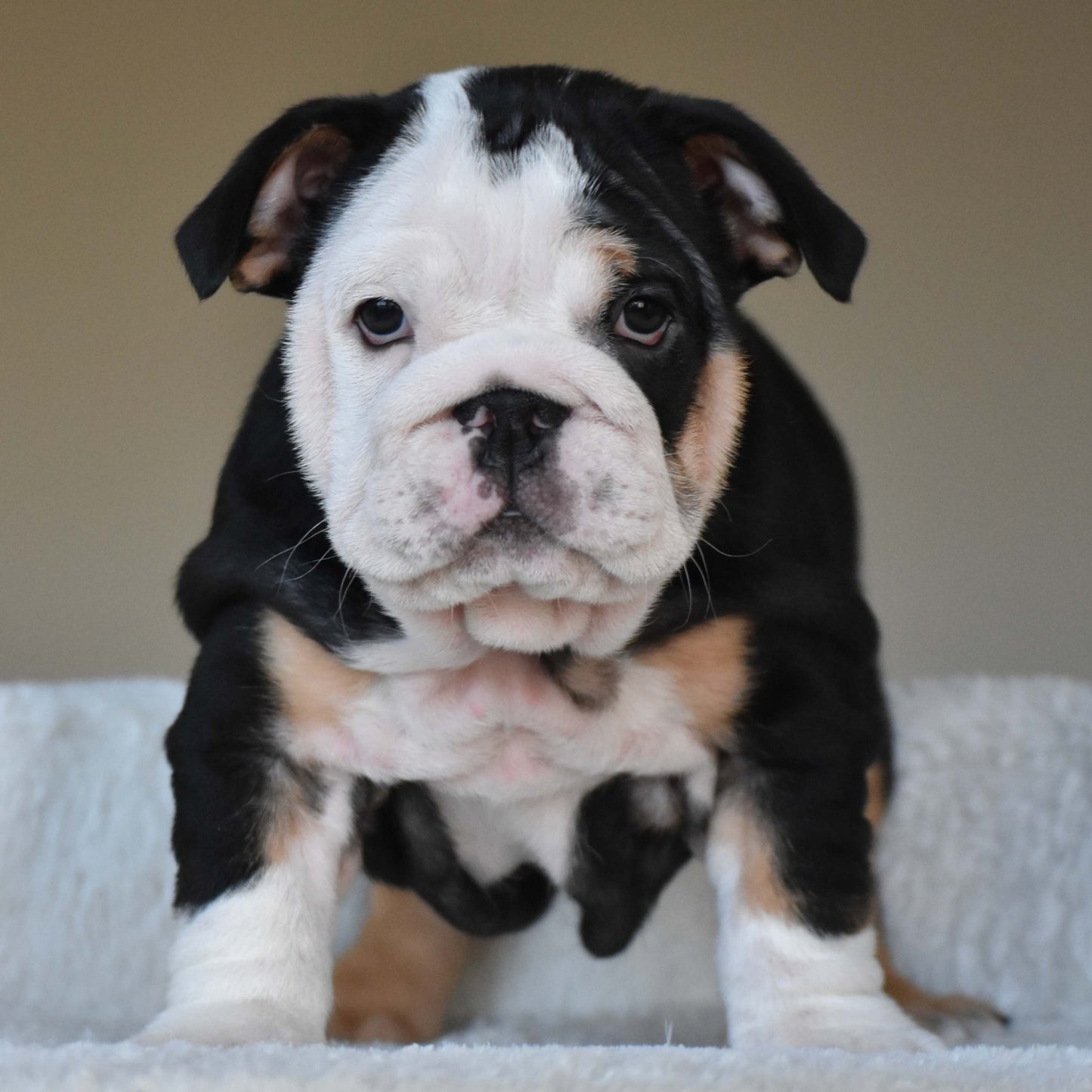 ZARA (Girl) - WB English Bulldogs