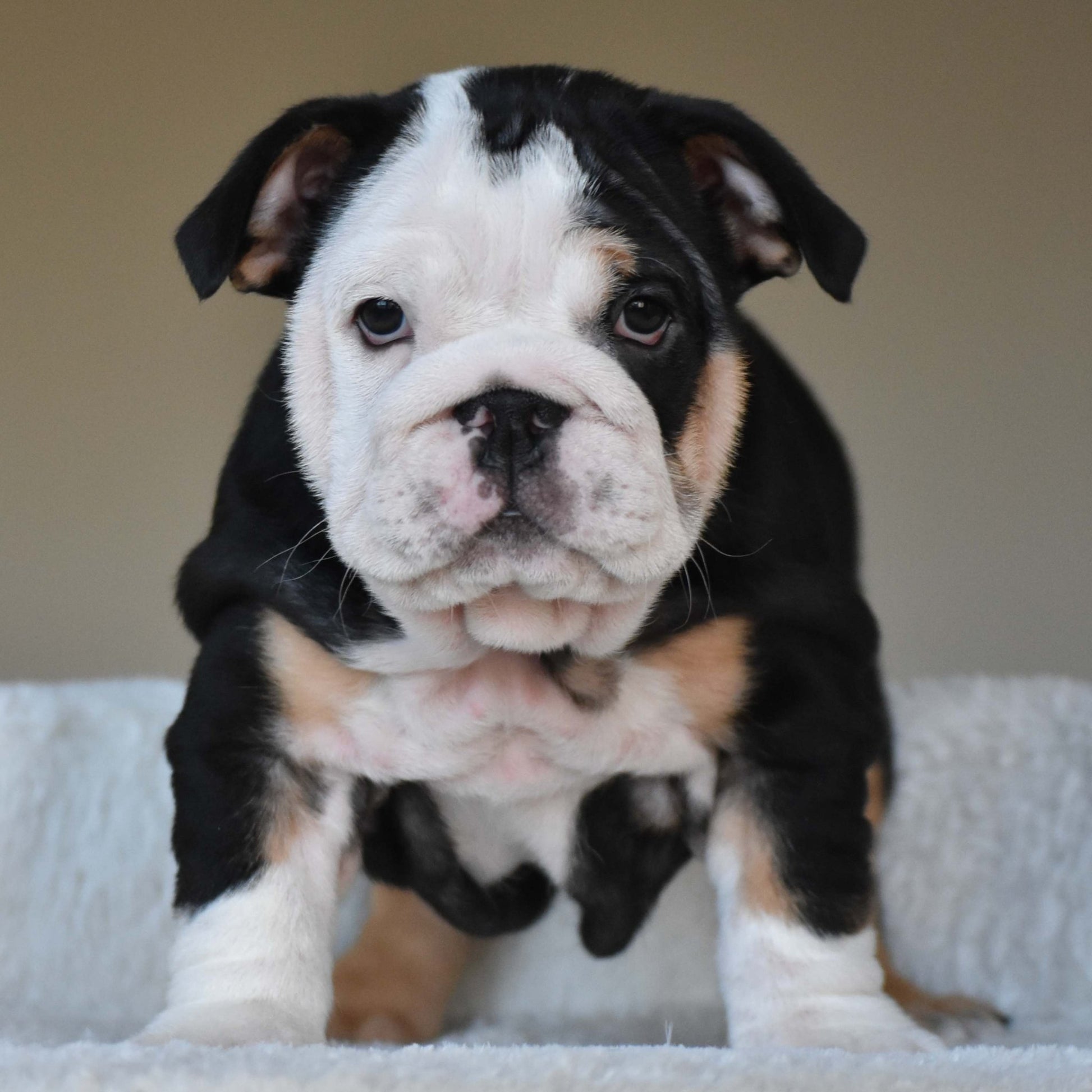 ZARA (Girl) - WB English Bulldogs