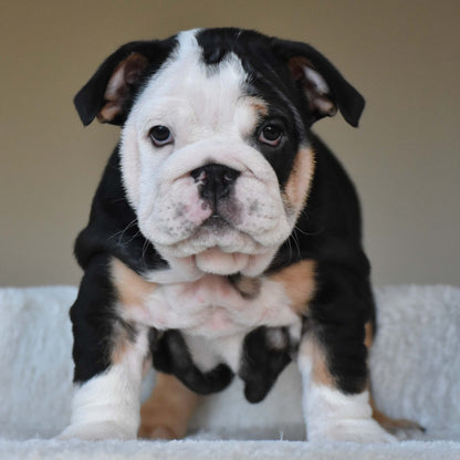 ZARA (Girl) - WB English Bulldogs