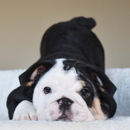 ZARA (Girl) - WB English Bulldogs