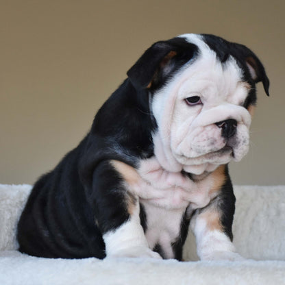 ZARA (Girl) - WB English Bulldogs