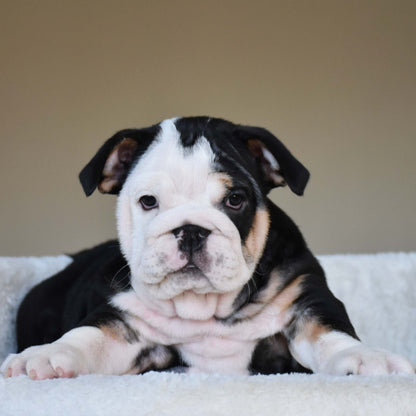 ZARA (Girl) - WB English Bulldogs