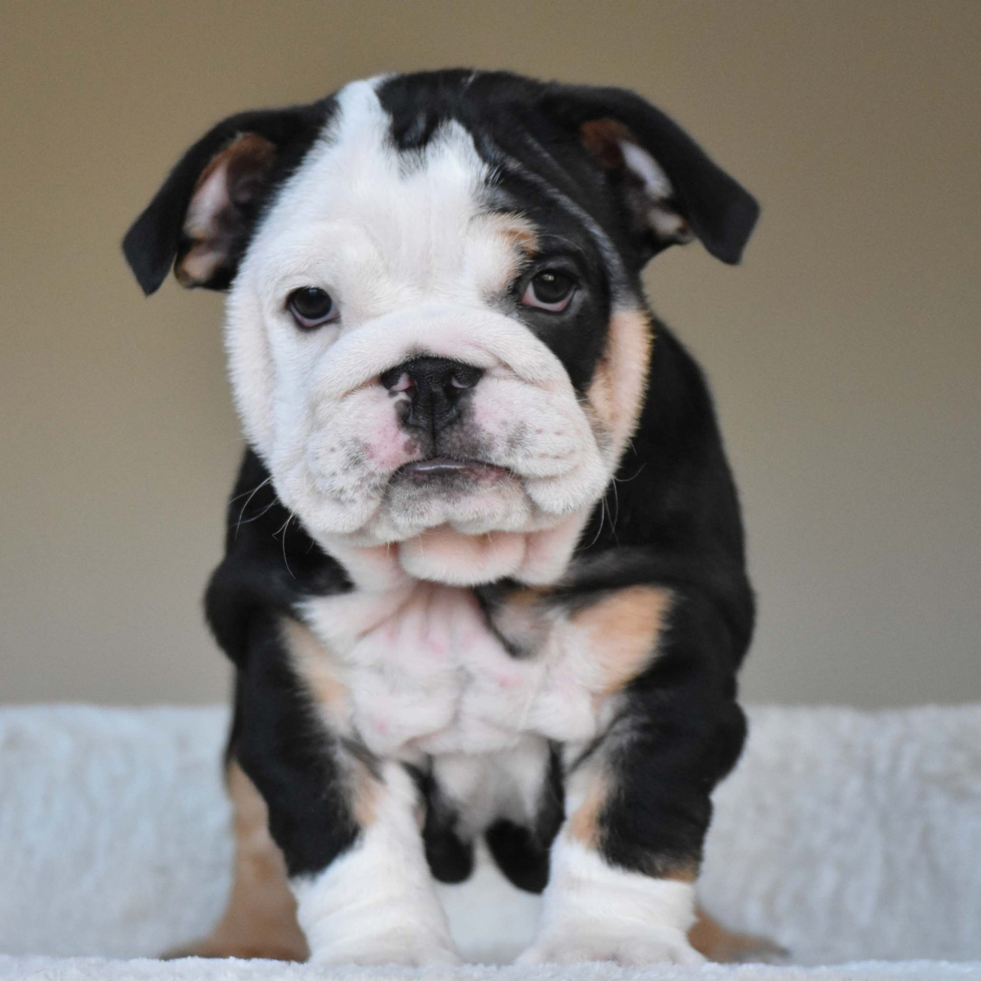 ZARA (Girl) - WB English Bulldogs