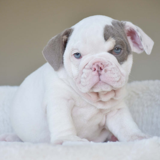 ZARA (Girl) - WB English Bulldogs