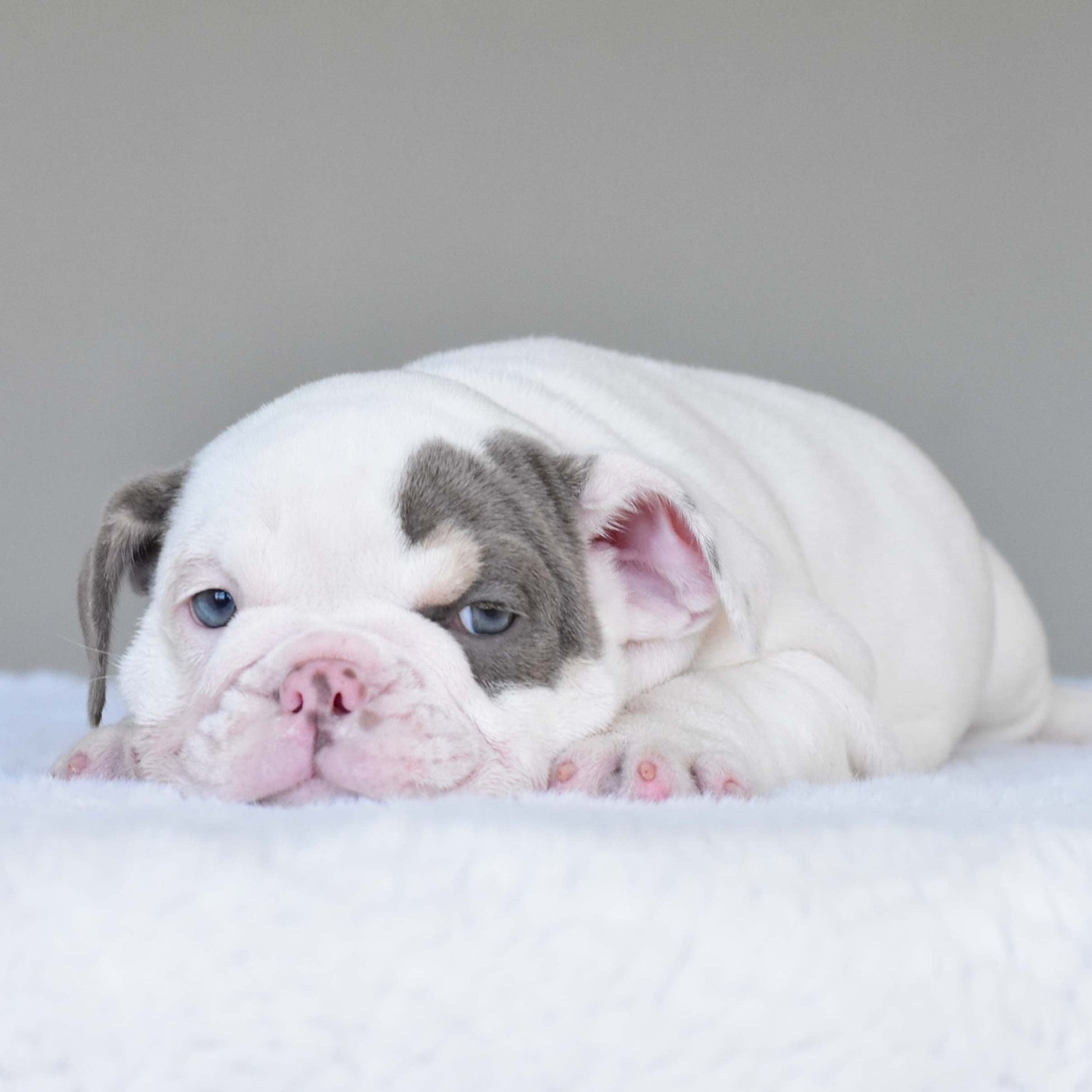 ZARA (Girl) - WB English Bulldogs