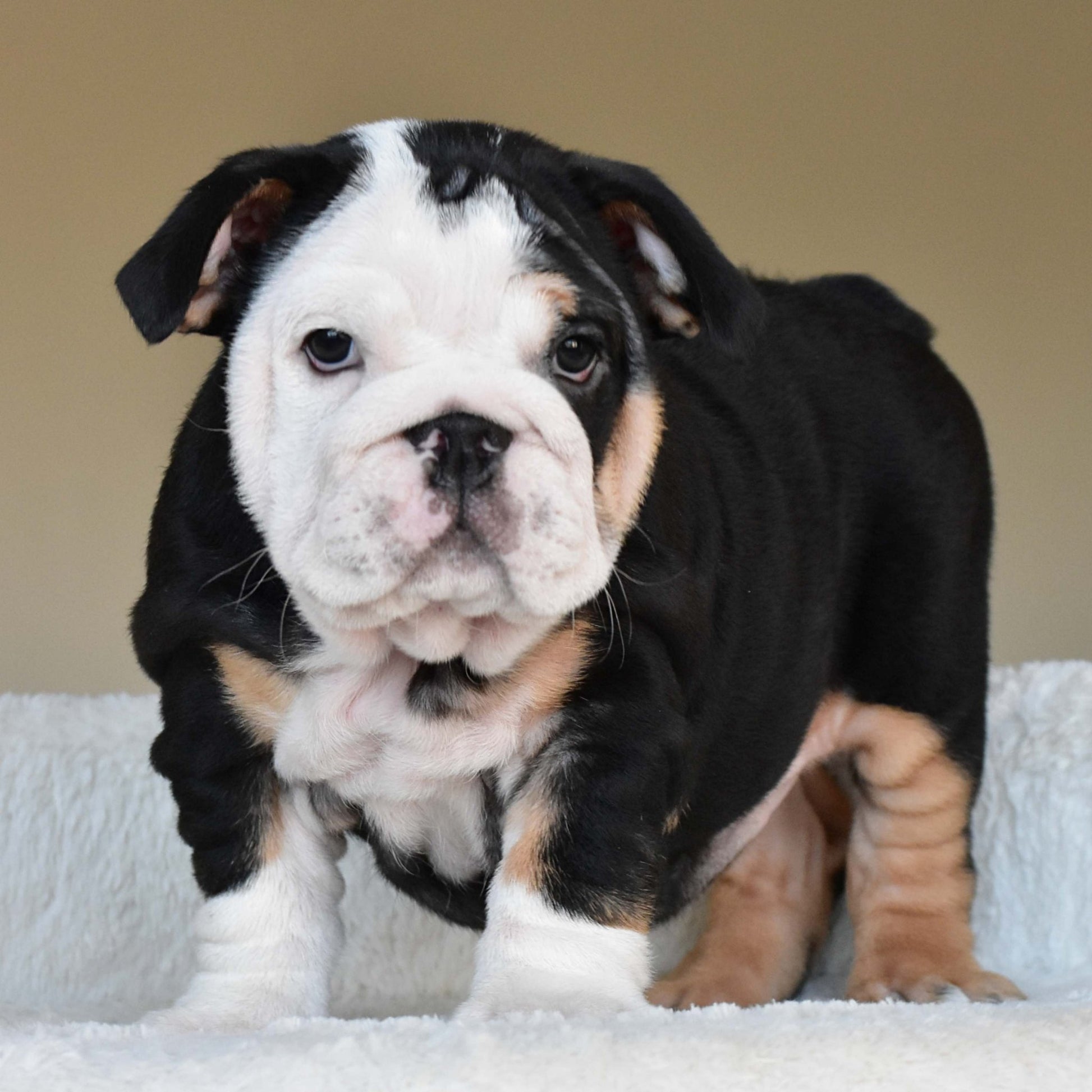 ZARA (Girl) - WB English Bulldogs