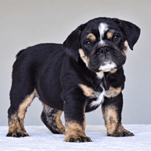 ZION - $3,000 - WB English Bulldogs