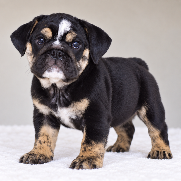 ZOE - $2800