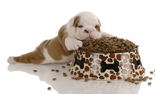 how much to feed a bulldog