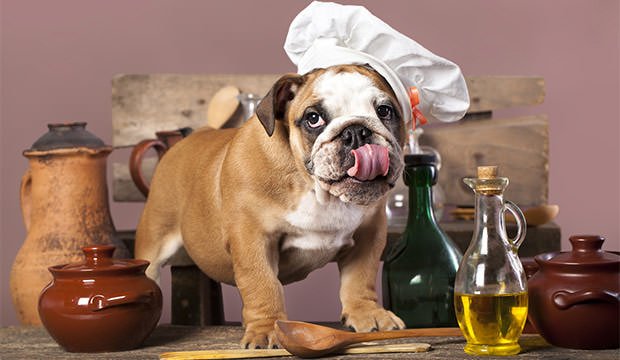 Best Bulldog Treats for English Bulldogs - Puppy and Adult