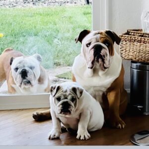 How to know what to feed your english bulldog?