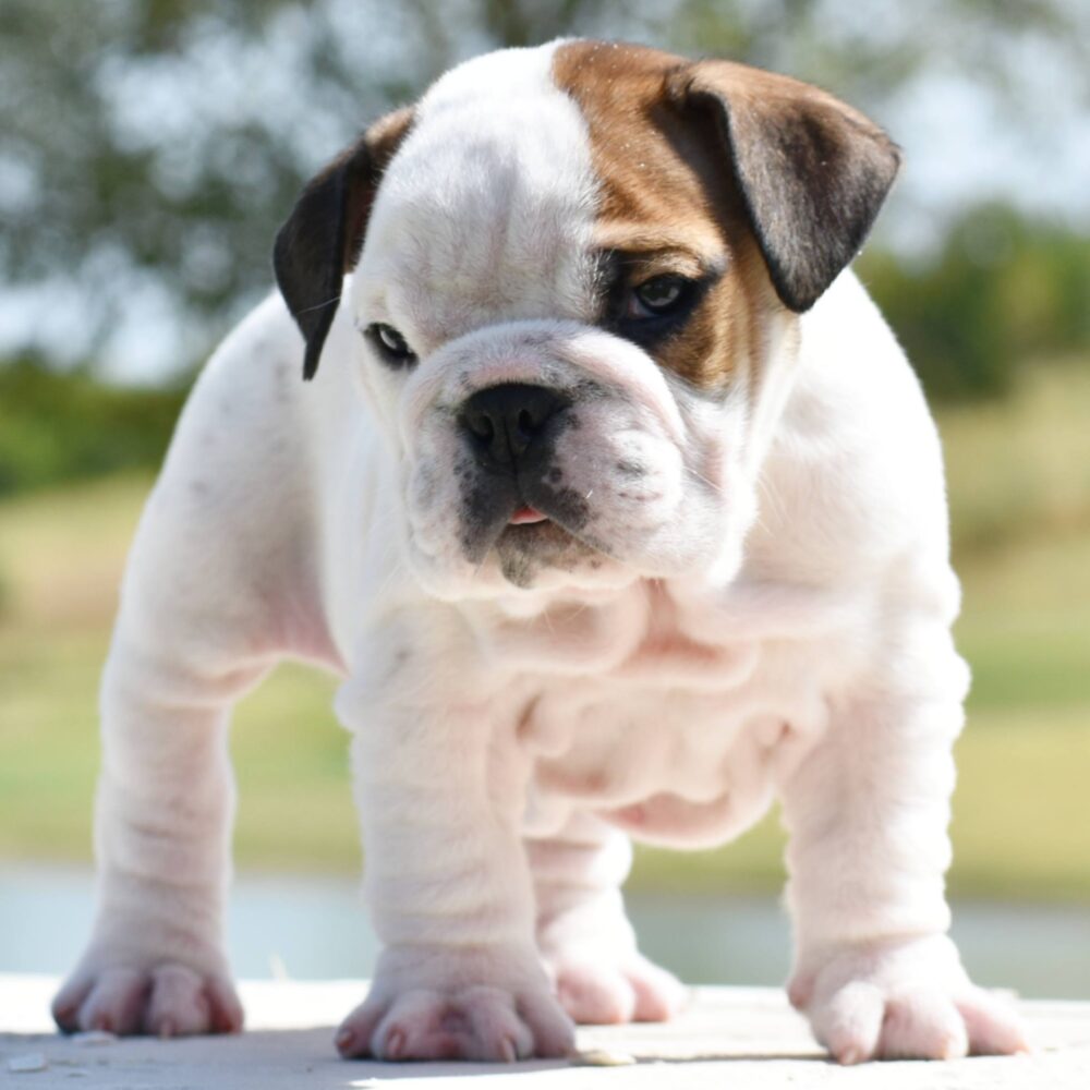 How To Care For English Bulldogs